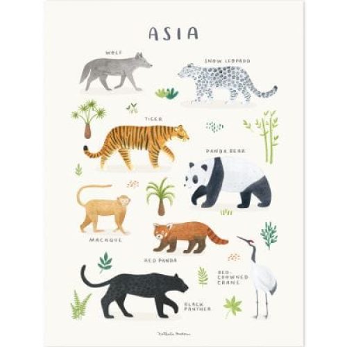 affiche-animaux-d-asie-30-x-40-cm