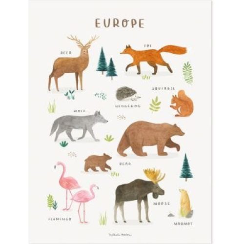 affiche-animaux-d-europe-30-x-40-cm