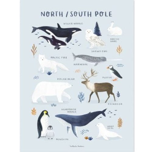affiche-animaux-des-poles-nord-et-sud-30-x-40-cm