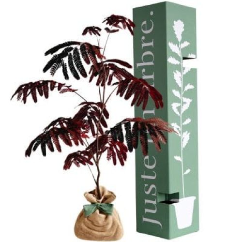 arbre-a-offrir-arbre-a-soie-pourpre-joie-et-equilibre