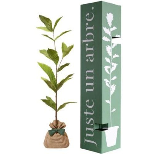 arbre-a-offrir-chataigner-commun-resilience-et-generosite