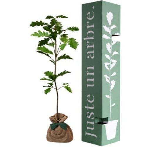 arbre-a-offrir-chene-pedoncule-force-longevite-et-durabilite