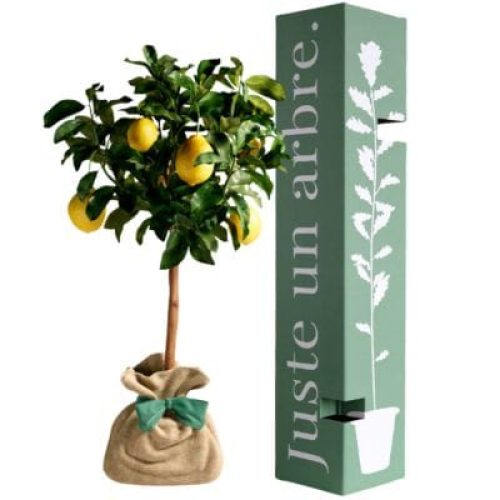 arbre-a-offrir-citronnier-des-4-saisons-chance-et-prosperite