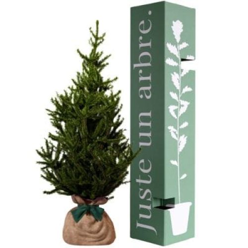 arbre-a-offrir-epicea-endurance-force-et-longevite