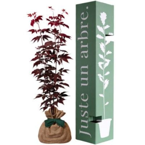 arbre-a-offrir-erable-du-japon-serenite-et-transformation