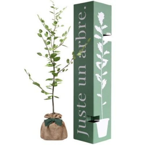 arbre-a-offrir-hetre-commun-tolerance-sagesse-et-apprentissage