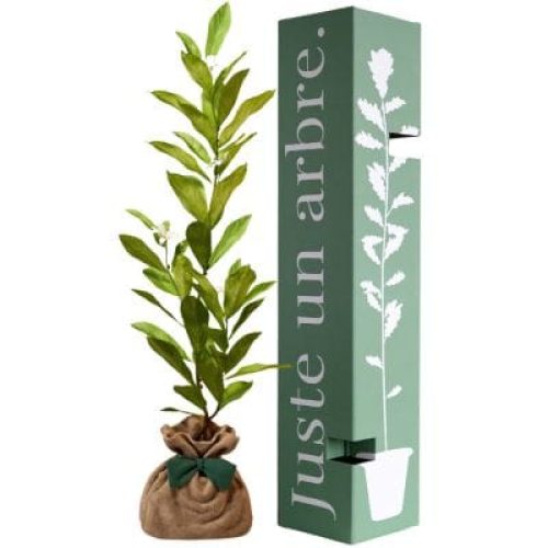 arbre-a-offrir-magnolia-etoile-noblesse-et-perseverance