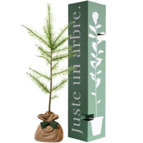 arbre-a-offrir-meleze-d-europe-resilience-et-adaptabilite