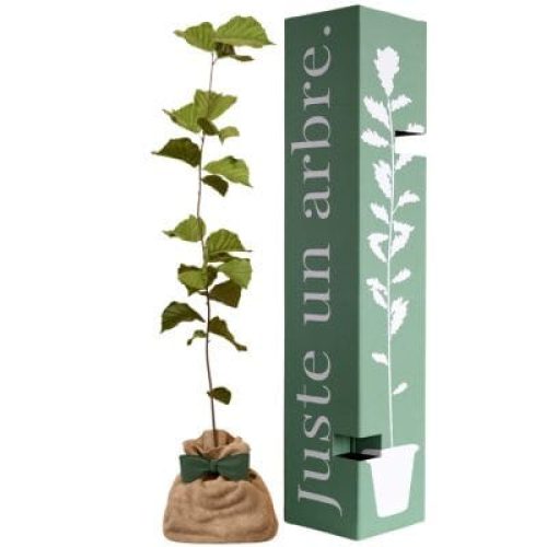 arbre-a-offrir-noisetier-commun-sagesse-et-inspiration