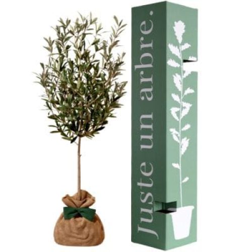 arbre-a-offrir-olivier-serenite-et-force