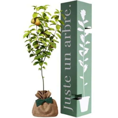 arbre-a-offrir-poirier-conference-longevite-prosperite-et-abondance