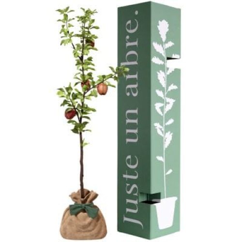 arbre-a-offrir-pommier-reine-des-reinettes-fertilite-et-prosperite