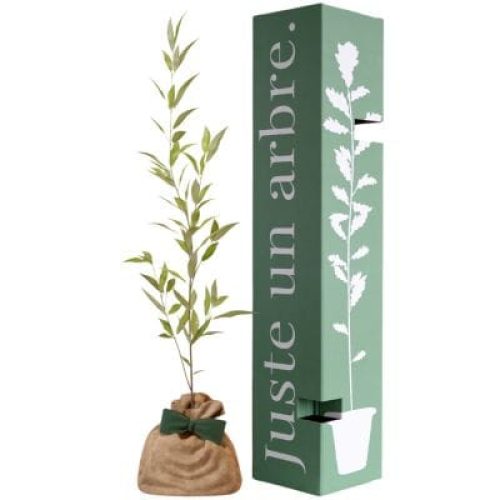 arbre-a-offrir-saule-blanc-flexibilite-et-resilience