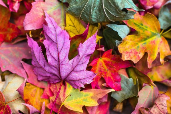 automne-jeux-enfants