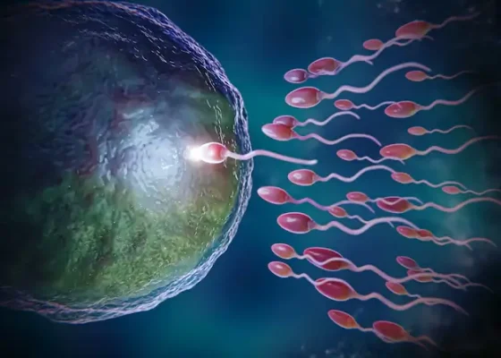 Des spermatozoÃƒÂ¯des pour une fÃƒÂ©condation in vitro